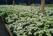 kalanchoes-orange-bell-002